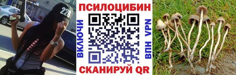 МЕГА как зайти цена Евпатория Псилоцибиновые грибы Psilocybine cubensis